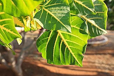 PC Gamer长文：《暗黑4》终于变成我们想要的那个游戏